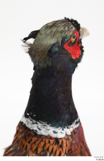 Pheasant  2 head 0021.jpg